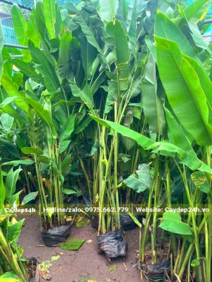 Chuối Tràng Pháo cao khoảng 2m