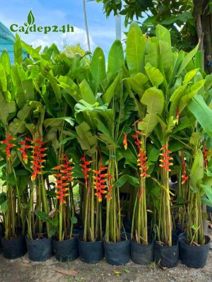 Cây chuối tràng pháo cao 1m5