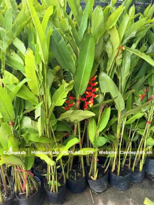 Cây Chuối Tràng Pháo trồng viền và hàng rào công trình