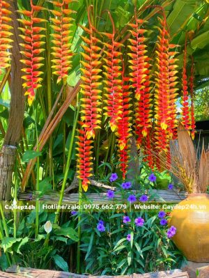 Hoa nở nhiều như những chuỗi pháo Tết rực rỡ