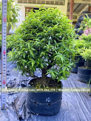 Cây con cao 30 - 40cm, đã bắt đầu ra hoa
