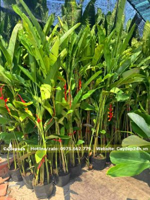 Cây hoa chuối tràng pháo cao gần 2m