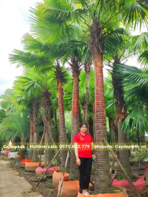 Hình ảnh những hàng kè đỏ công trình đẹp chiều cao trên 5m