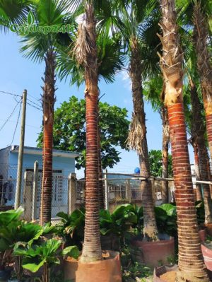 Cây Kè Đỏ công trình lóng thân cao 2 - 3m