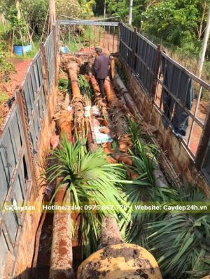 Xếp gọn những cây Kè Đỏ công trình trên thùng xe