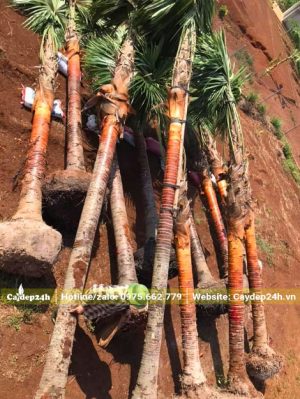 Tập kết cây Kè Đỏ tại nơi trồng mỗi cây có chiều cao từ 5 - 7m