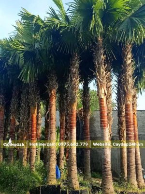 Vườn cây Kè Bóng cao 5 - 6m