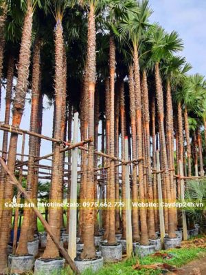 Cây Kè Đỏ công trình có chiều cao vượt trội khoảng 8 - 9m