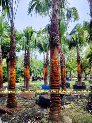 Kè Đỏ trưởng thành lóng thân cao 2m, đã dâm ủ kỹ