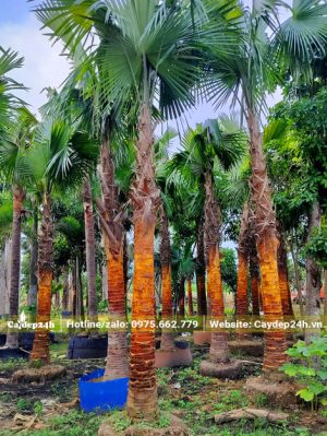 Vườn Kè Đỏ trưởng thành vừa bóc bẹ thân