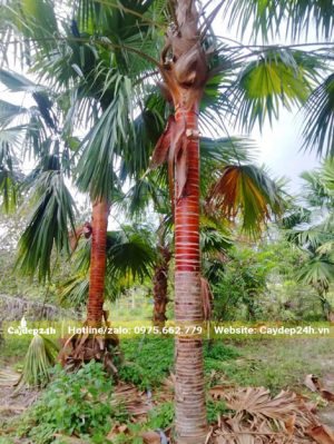 Cây kè thân màu nâu đỏ nổi bật