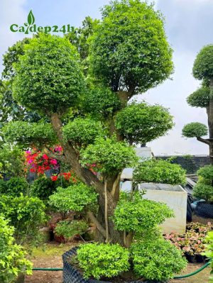 Cây Mai Chiếu Thủy công trình dâm ủ nhiều năm