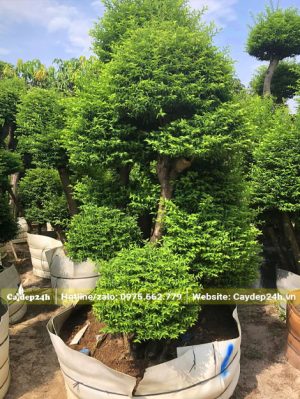 Cây cảnh Mai Chiếu Thủy cao gần 2m tá lá đẹp