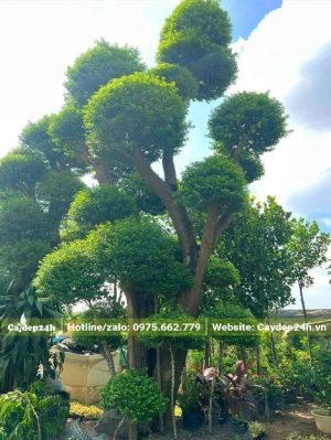 Cây lớn tán đẹp, tỉa nhiều tầng