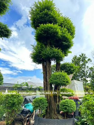 Mai Chiếu Thủy dáng tùng cao hơn 3m