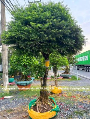 Cây mai chiếu thủy lá kim thân tree cao khoảng 2m