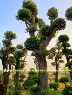 Mai Chiếu Thủy cổ thụ vanh 80 - 90cm