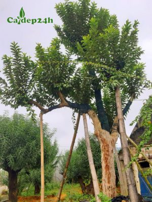 Cây Ổi cổ thụ dâm ủ nhiều năm cao hơn 4m