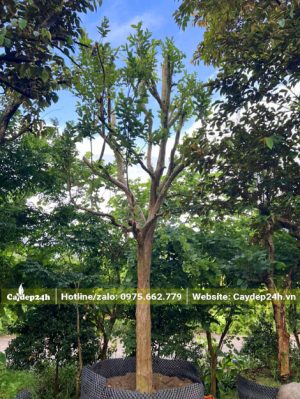 Dâm ủ cây ổi cổ thụ thẳng đẹp cao hơn 4m