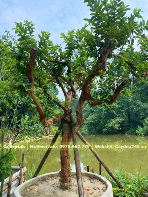 Cây tỉa hết tay cành cao khoảng 2m, đường kính gốc 15 - 18cm