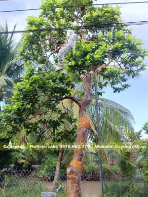 Ổi công trình đã dâm ủ nhiều năm cao hơn 4m