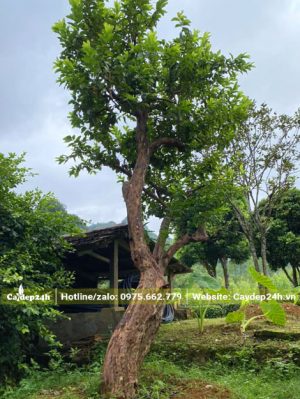 Đường kính gốc 30cm, cây ổi cổ thụ cao hơn 4m