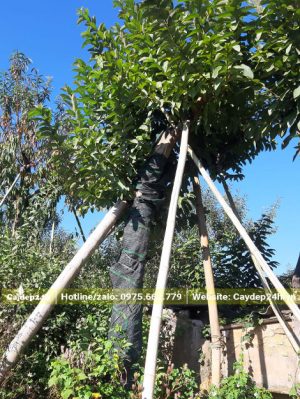 Cây ổi cổ thụ dâm ủ vanh 60