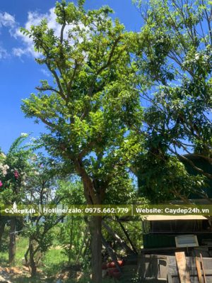 Hàng cổ thụ hàng chục năm tuổi cao hơn 5m