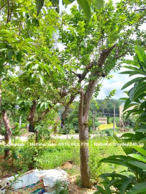 Vườn dâm ủ cây ổi công trình cao từ 3 - 4m trở lên