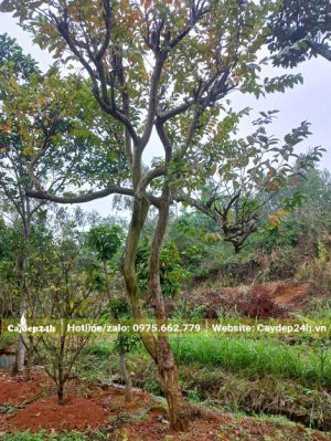 Cây Ổi cao lớn, đường kính gốc 12 - 15cm
