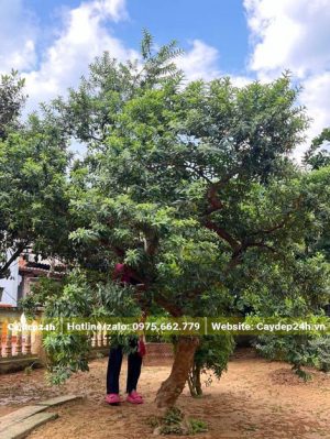 Ổi Tàu hay còn gọi là ổi lá rí cổ thụ cao hơn 3m