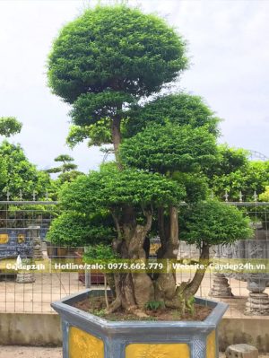 Chậu cây cảnh mai chiếu thủy cao hơn 1m từ mặt bầu lên