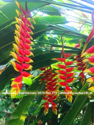 Mùa hoa chuối tràng pháo nở rộ