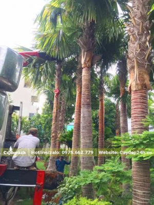 Dùng cần cẩu nhấc cây ra khỏi bầu dưỡng