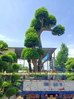 Cây Mai Chiếu Thủy dáng bay siêu đẹp