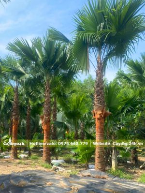 Hàng cây Kè Đỏ trồng lấy bóng mát trong khu sinh thái