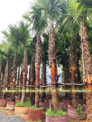 Những hàng cây Kè Đỏ dâm ủ được buộc cọc chắc chắn