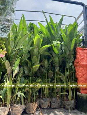 Xếp hàng chục cây chuối tràng pháo lên xe tải