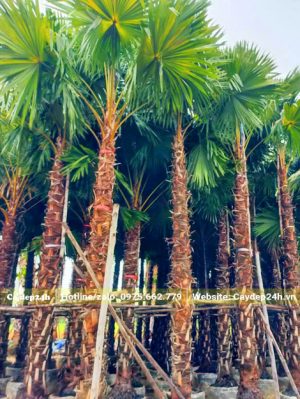 Cây Kè Đỏ cao 5m chưa bóc bẹ thân