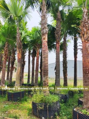 Vườn dưỡng ủ cây Kè Đỏ lâu năm lóng cao hơn 3m