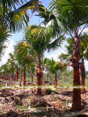 Vườn trồng cây kè đỏ mới bóc bẹ và cắt tỉa lá