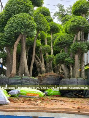 Cây chiều cao hơn 2m được xếp gọn trên thùng xe tải