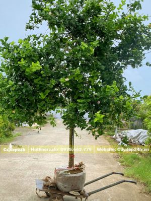 Bứng nóng cây hoa nhài lâu năm đường kính gốc 3 - 4cm