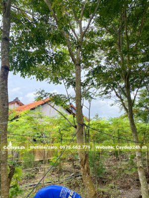 Loại Cẩm Lai lâu năm bứng thẳng, đường kính gốc từ 15 - 20cm