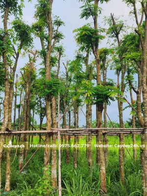 Dâm ủ cây đã tỉa tay cành, chiều cao 5m, đường kính gốc 15 - 18cm