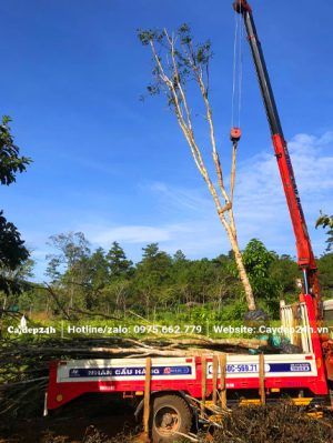 Những cây gỗ cẩm lai đường kính gốc 15cm đang được cẩu lên xe