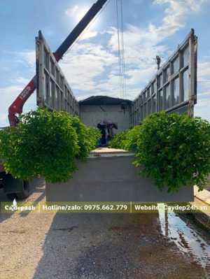 Những cây Chiêu Liêu công trình đã dâm ủ được xếp gọn trên thùng xe tải