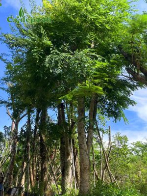 Cây Cẩm Lai công trình kích thước lớn đã dâm ủ kỹ