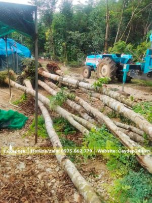 Cây Cẩm Lai lâu năm cao 6 - 7m