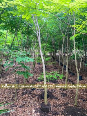 Vườn dưỡng hàng nghìn cây cẩm lai mới lớn